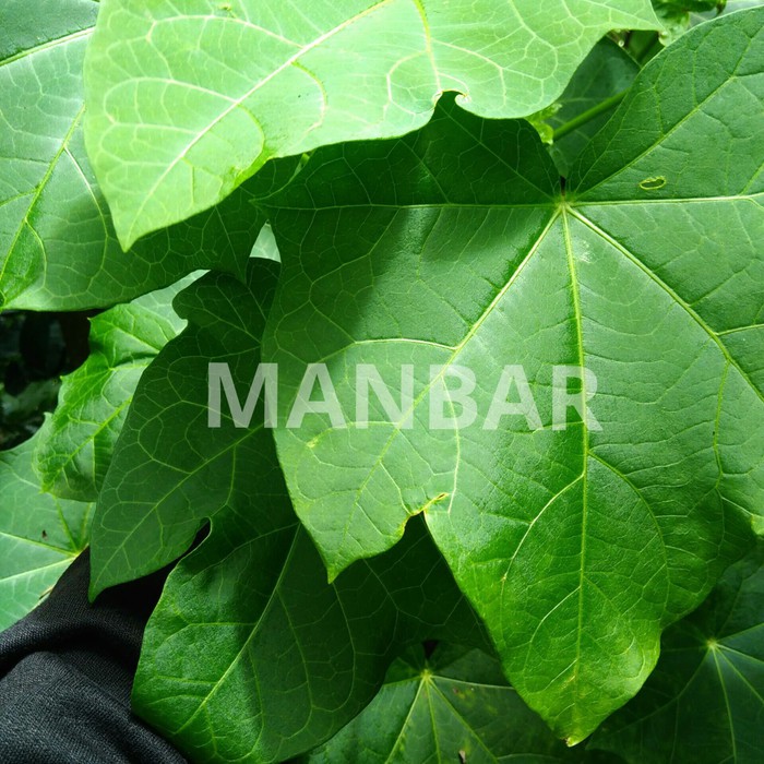 

Order Langsung daun jarak per lembar 3rb 25 grm Berkualitas