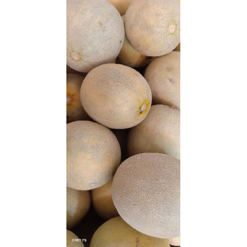 

melon