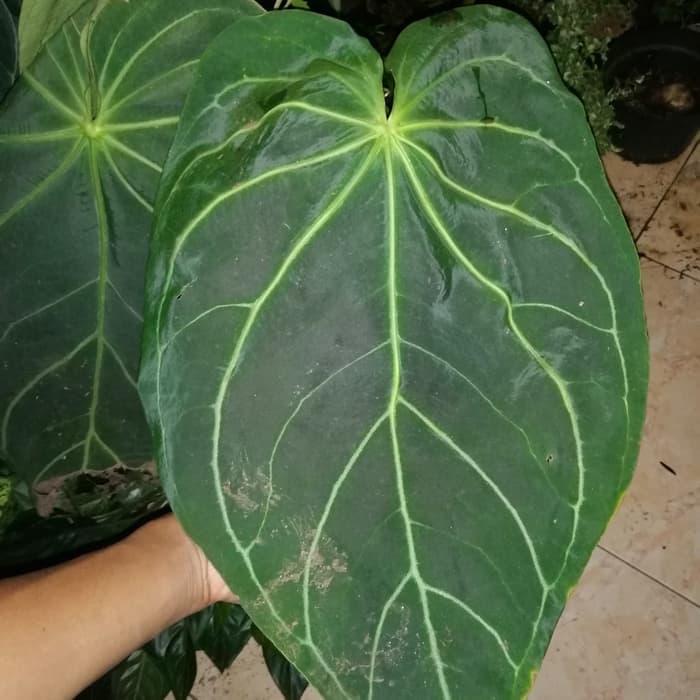 Jual tanaman hias anthurium magnificum original batang kotak _
