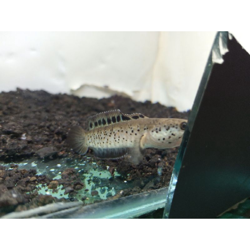 Orna Yellow Lips RedFin Full dot 6-8cm (GARANSI ORNA YL SEUMUR HIDUP)