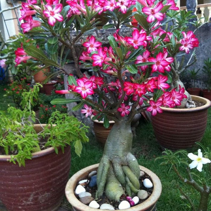 Bibit Tanaman Adenium Bunga Merah Bonggol Bedar Kamboja Jepang Bonsai Shopee Indonesia