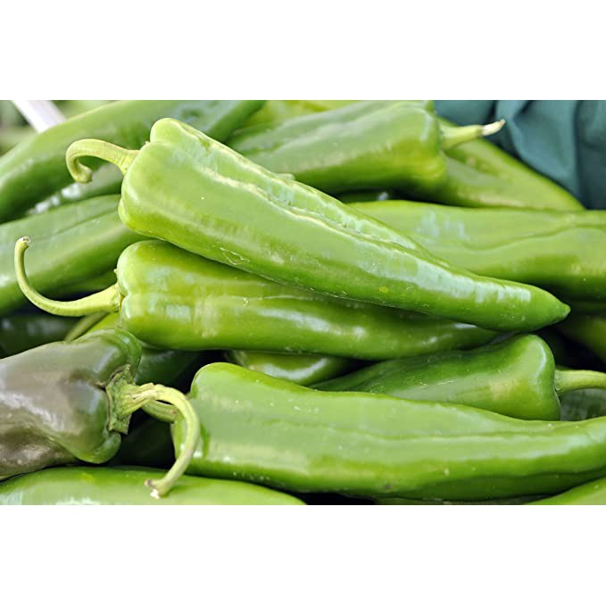 Benih Bibit Biji - Cabai Anaheim Hot Pepper Cabai Jumbo Hijau Seeds