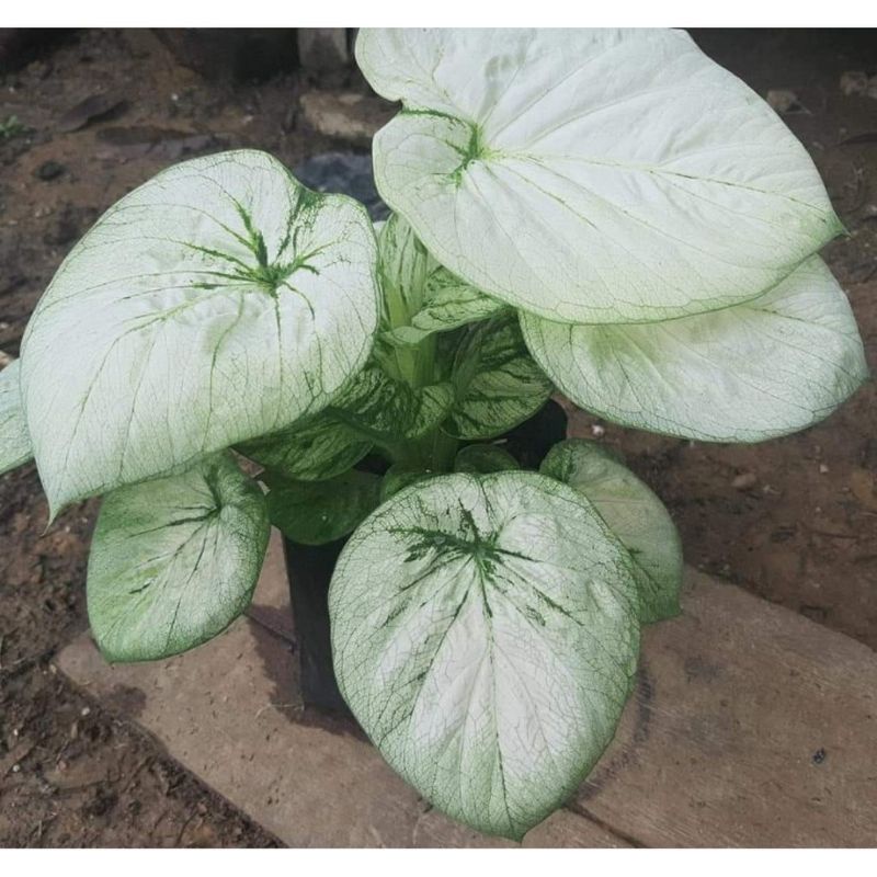 Umbi Caladium white Cobra - keladi hias hybrid import thailand