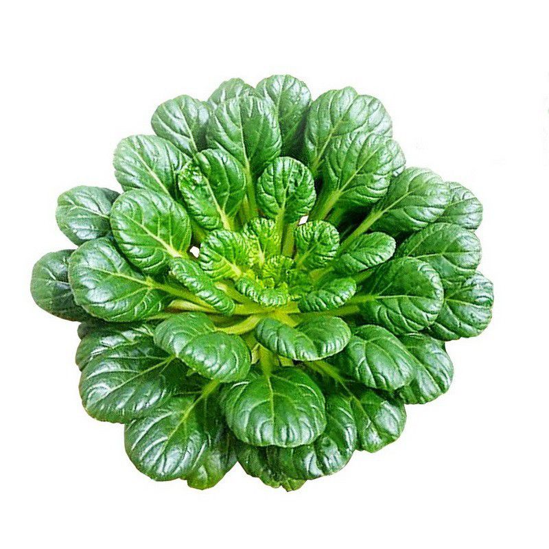 PROMO... SAWI PAGODA / TA KE CAI FRESH 2 Pcs