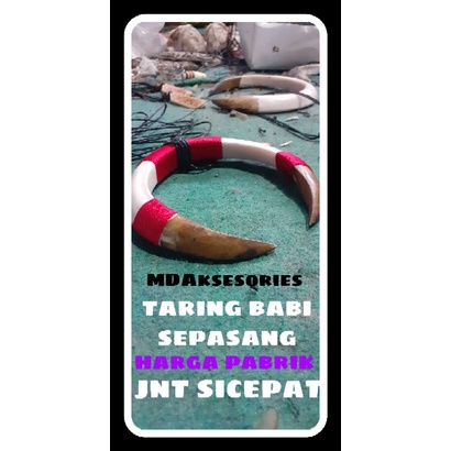 Taring babi sepasang jumbo asesoris fashion