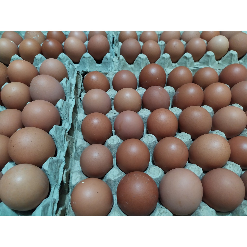 

TELUR AYAM
