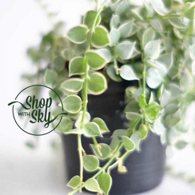 Dischidia Ruscifolia / Tanaman Million Hearts whitsky88 Diminati Banget