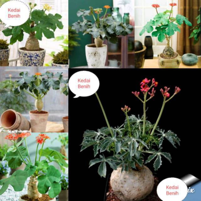 Kedai Benih Bibit Buah Jarak Bali ~ 2 Biji