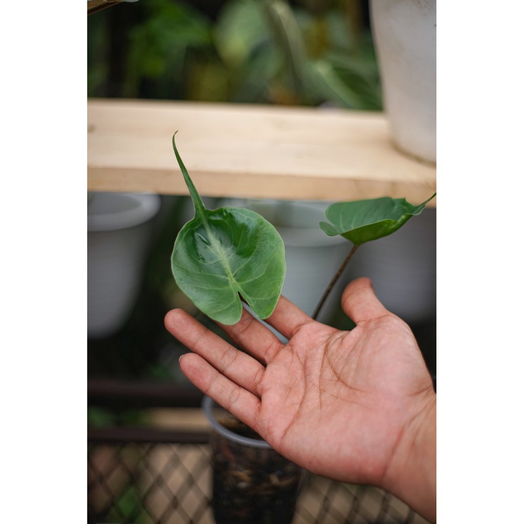 ALOCASIA STINGRAY (MEDIUM)