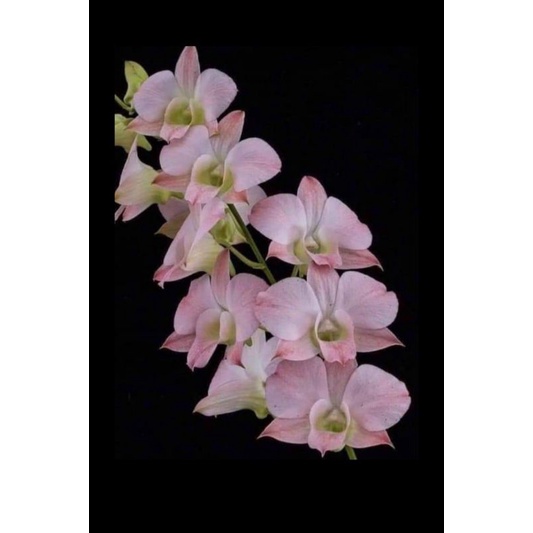 anggrek dendrobium bulat