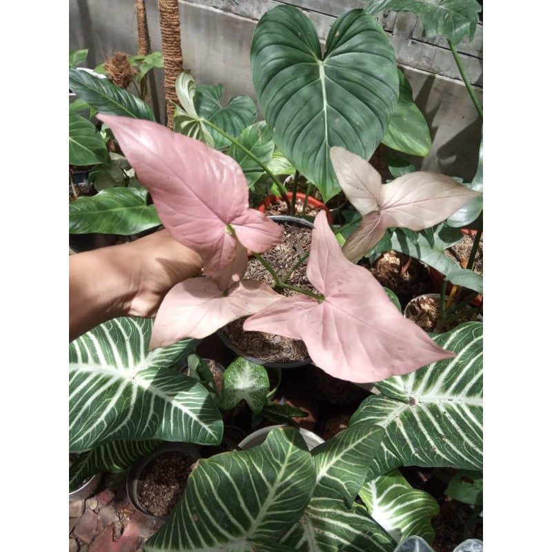 syngonium pink #syngonium #pink #pinksplash #greensplash #varigata