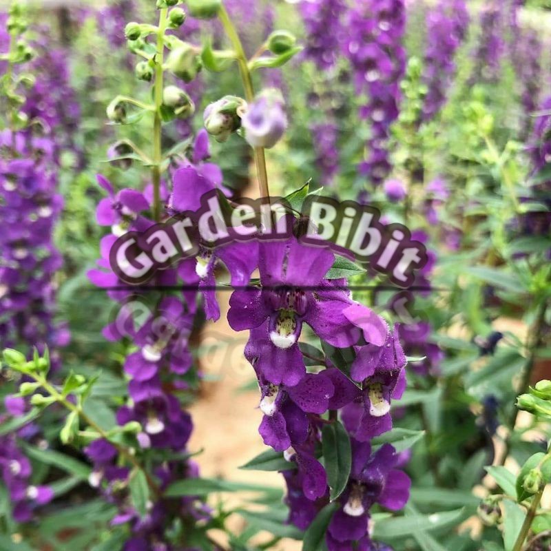 bibit bunga  lavender