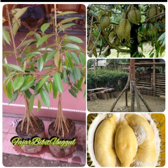 Bibit durian kaki 10 durian montong Super