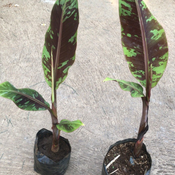 Pisang hias varigata merah blood banana (Musa acuminata var. zebrina)