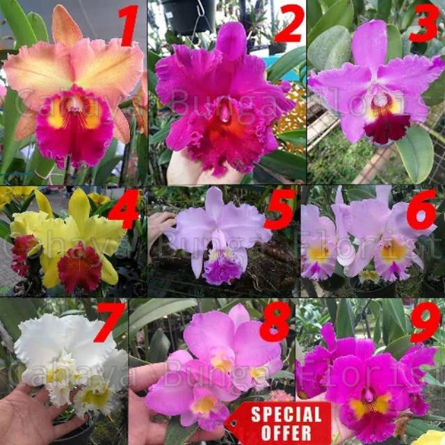 Anggrek Cattleya Seedling Hybrid Bunga Besar