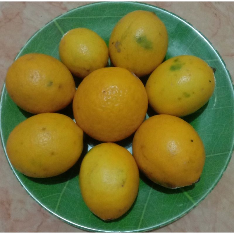 

Lemon California sayur bandung