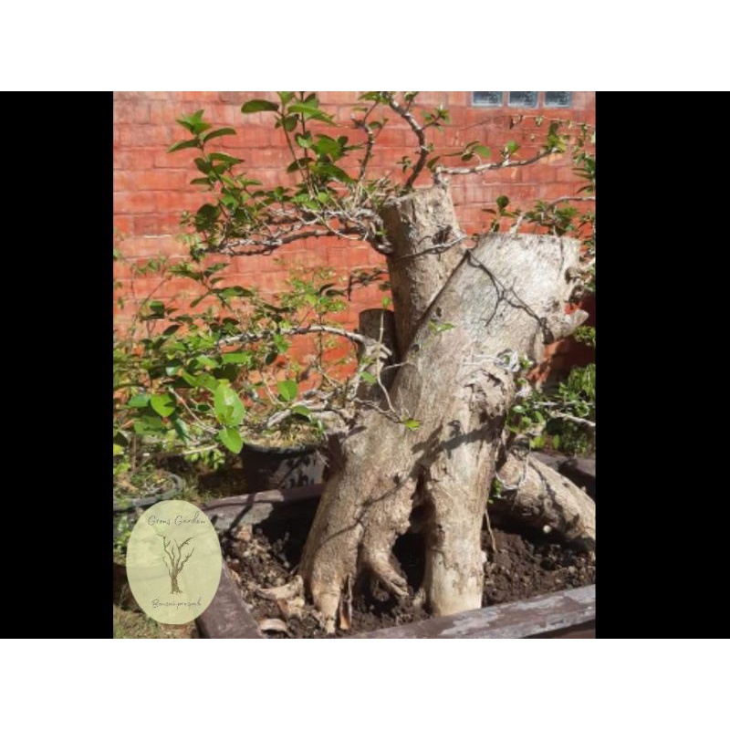 Bonsai Sancang Ori Uk Besar real(prospek)