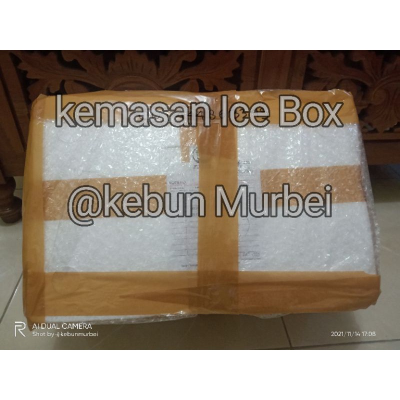 

Kemasan Box Ice Buah Daun Fresh
