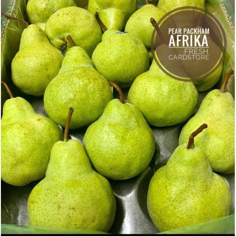 

Buah Pear Hijau Packham Import Manis Fresh Segar