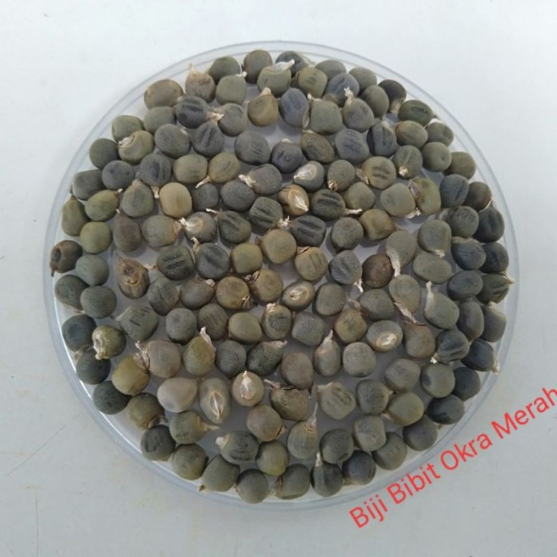 Biji bibit Okra Merah Super