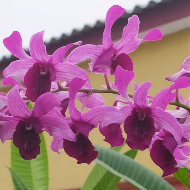 Indonesia Raya Merah (Inaraya Red)