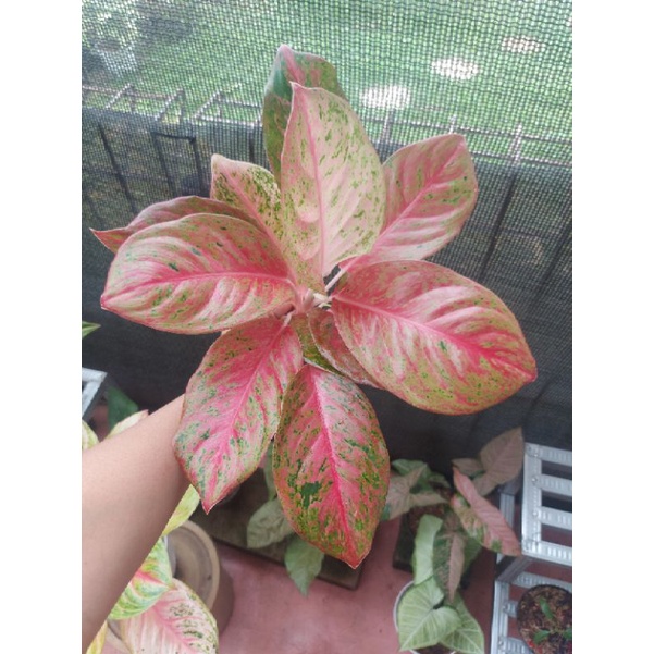 aglonema Laksap|red striptis