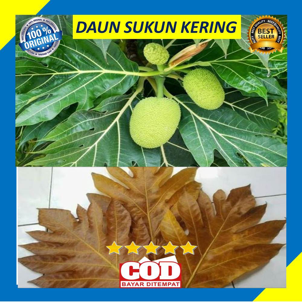 Daun Sukun Kering