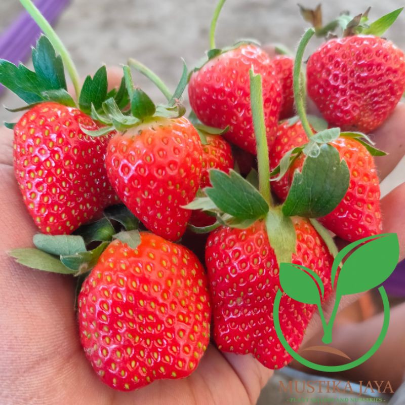 Bibit Strawberry California JUMBO sudah Berbuah atau berbunga - ACTIV WISATA AGROTANI