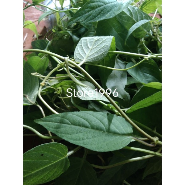 

Daun kentutan daun sembukan segar 250 gram frees