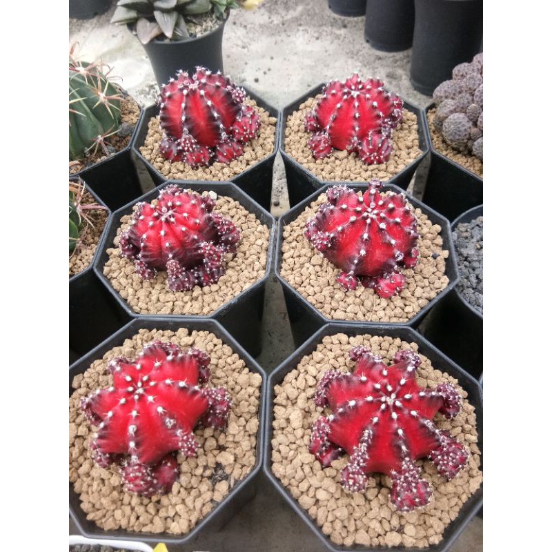 Kaktus Ownrot Super Red Korea big size (kaktus import)