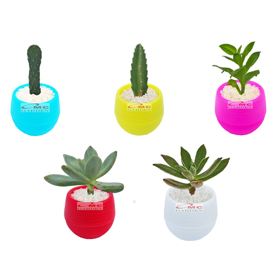 Tanaman Hias Sukulen Sekulen Mini Succulent Kaktus plus Pot Bola Warna SKLN-011-015