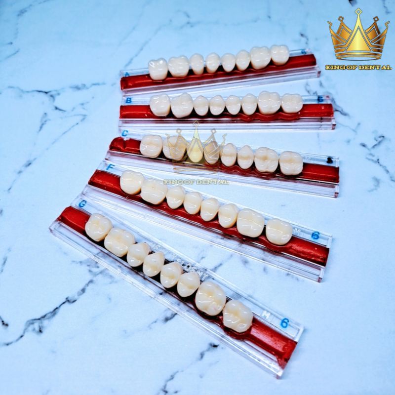 Italdent Gigi palsu Geraham Atas