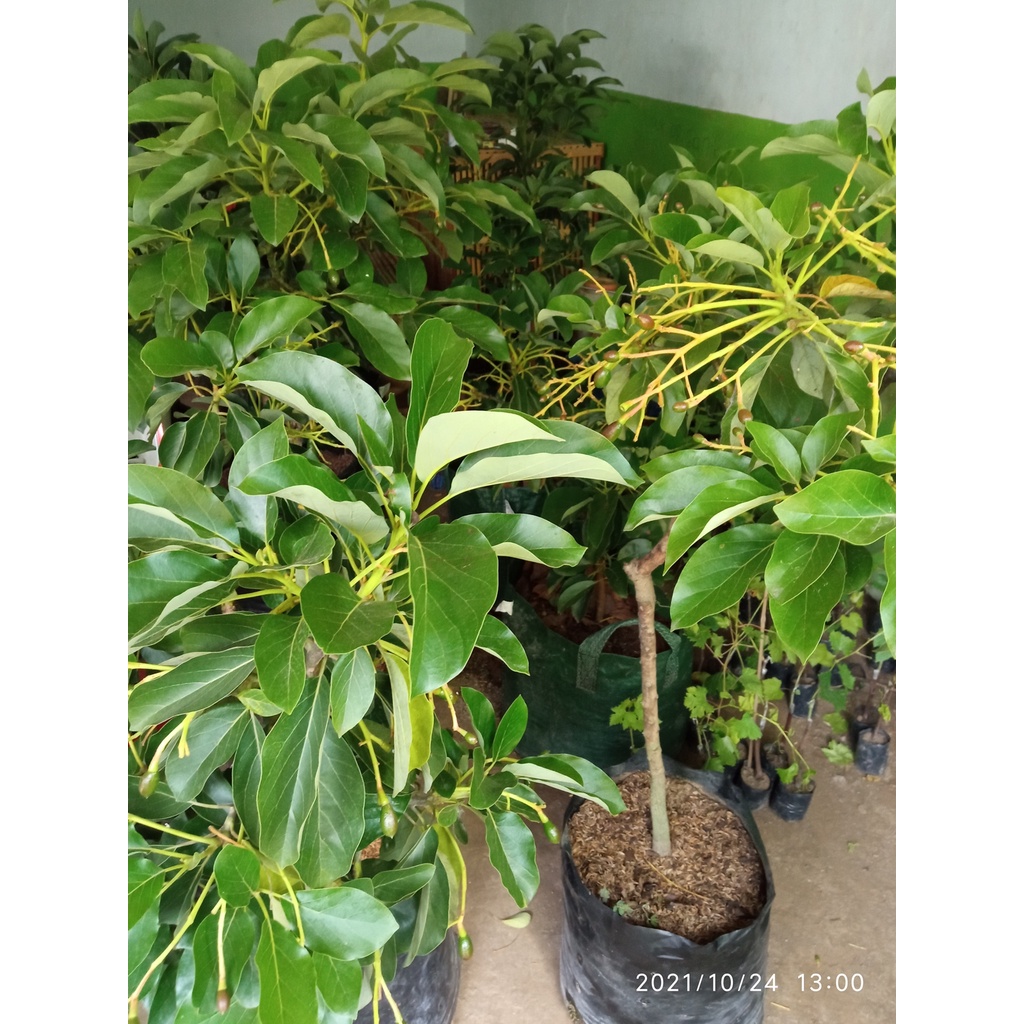tanaman alpukat mentega jumbo || bibit alpukat jumbo