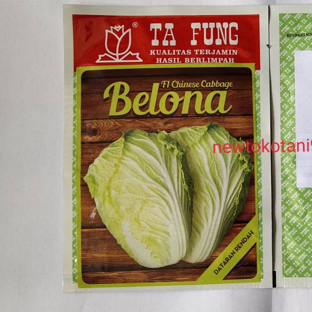 TT99 Benih kubis sawi putih BELONA F1 10 gram chinese cabbage hibrida dari tafung belona
