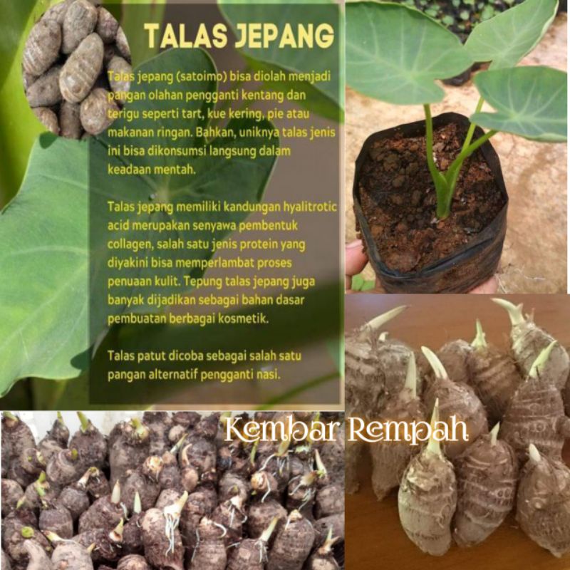 Bibit talas jepang satoimo original