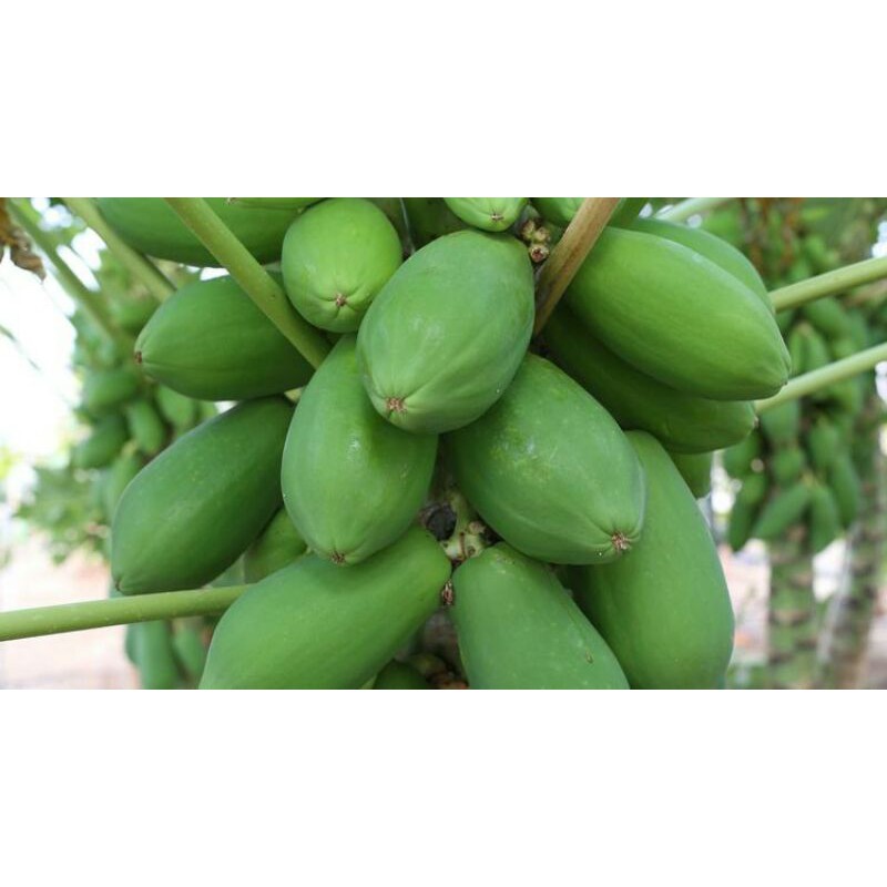 

Pepaya mentah 1kg