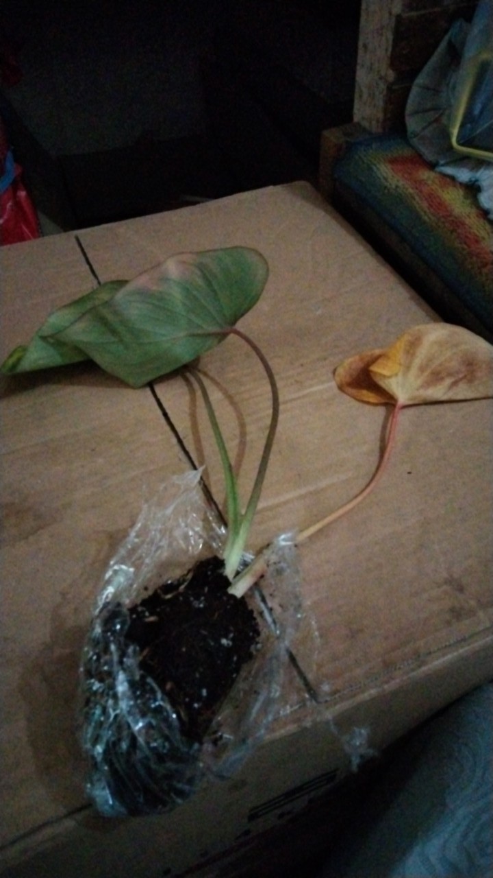 Tanaman Hias Alocasia Homalomena Rubescens