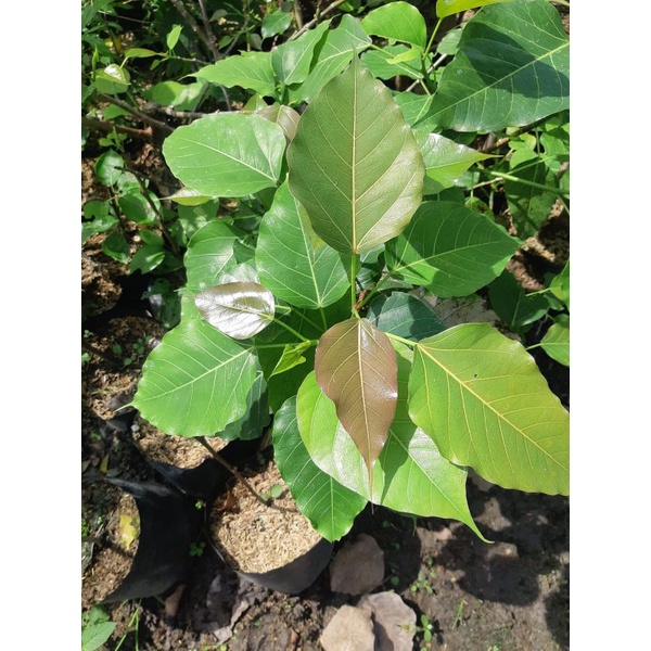 TANAMAN POHON BODHI/ FICUS RELIGIOSA/TANAMAN LANGKA