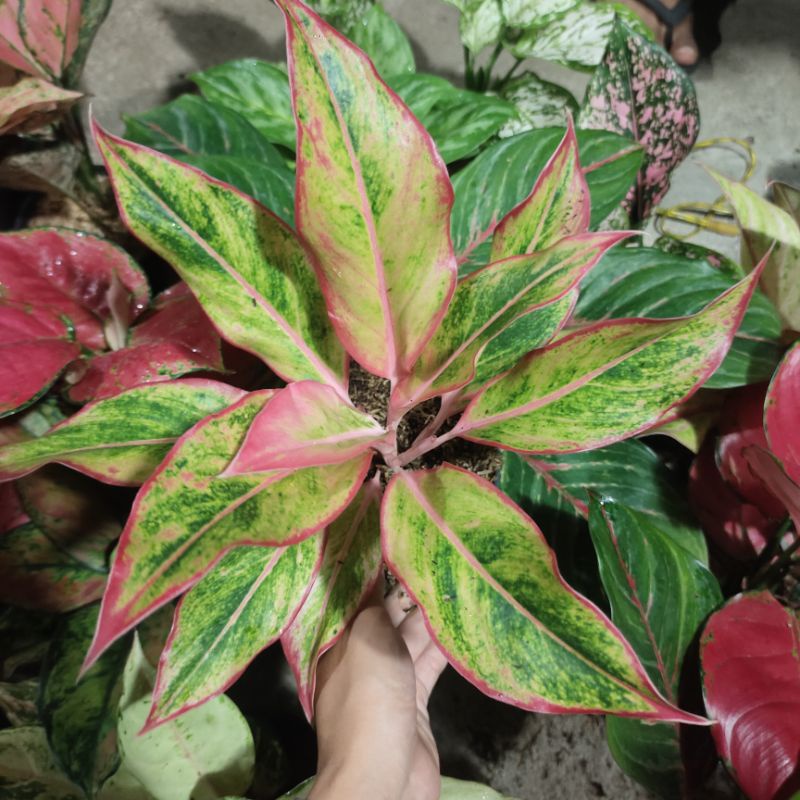 Aglonema Lipstik orange