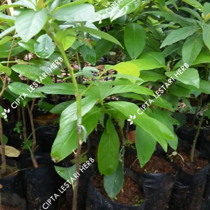 Bibit Pohon Alpukat Mentega Bibit Alpukat Madu Miky Bibit Alpukat Mentega Pohon Alpukat Miki