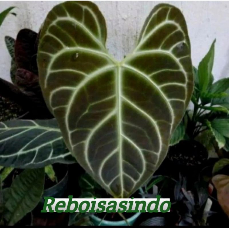 Promo Bibit Bonggol Tanaman Hias Anthurium Regale Peru Cutting Tunas