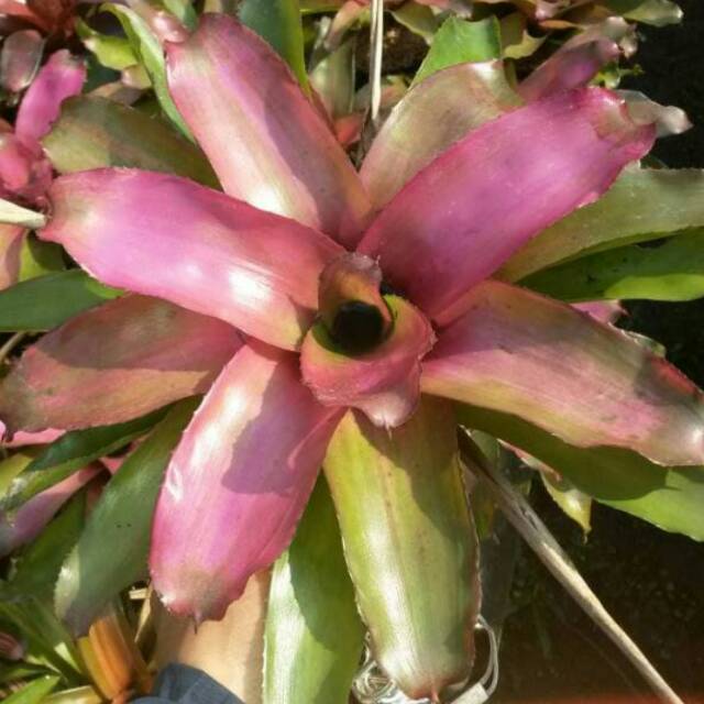 Tanaman Hias Bromelia Pink Grass