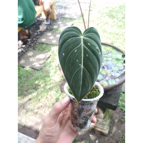 Philodendron Melanochrysum
