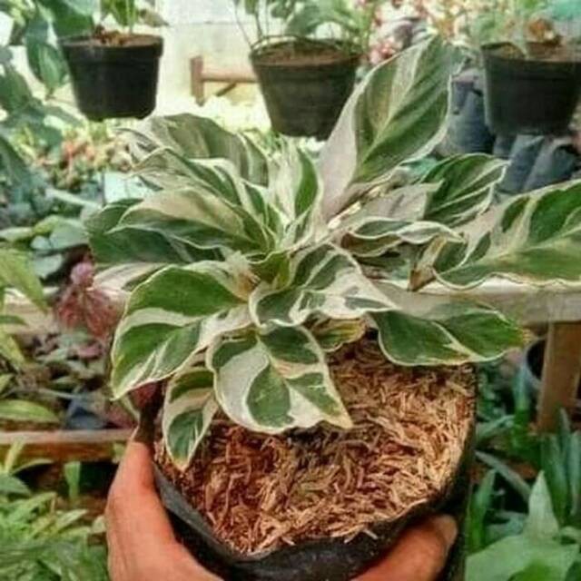 Promo Tanaman hias calathea meranti tissue saputangan putih