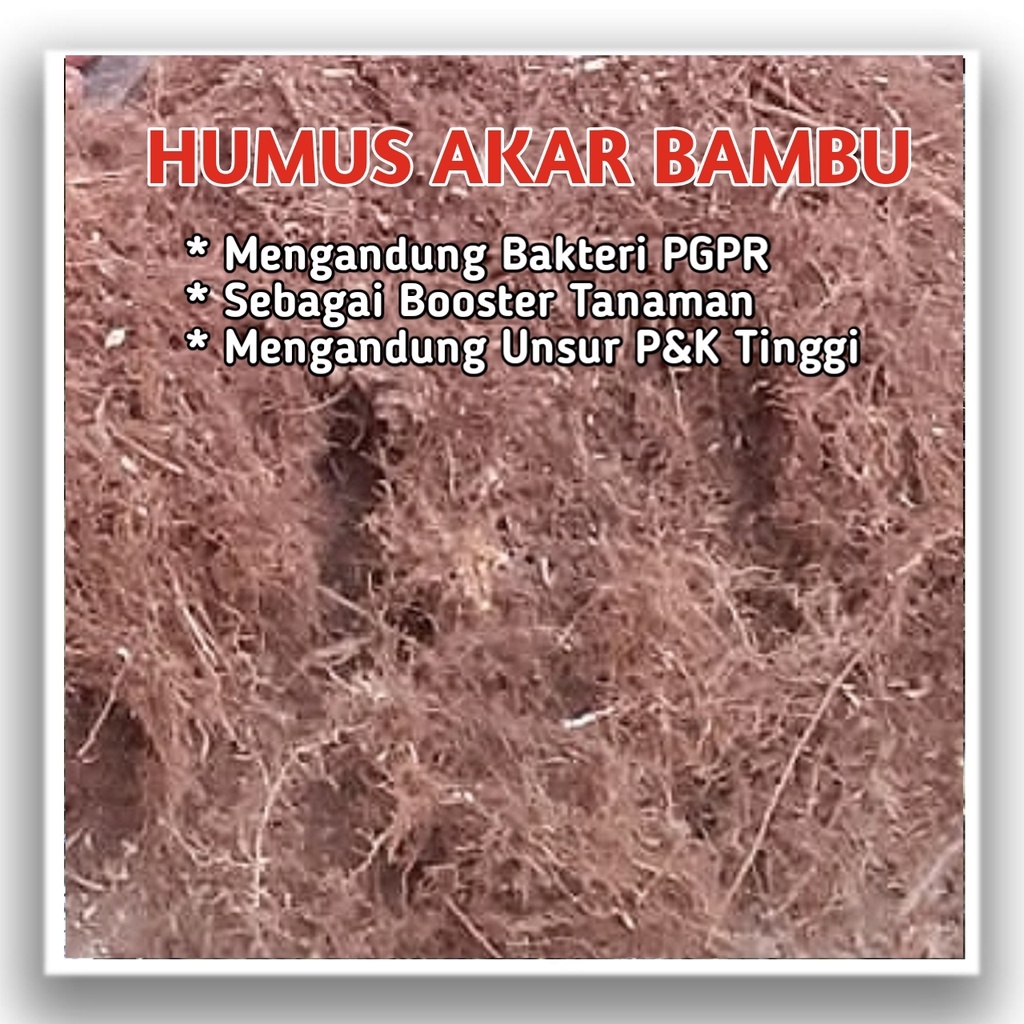 Jual Humus Akar Bambu 500gr Media Tanam Terbaik Untuk Booster Pertumbuhan Tanaman Anggrek 