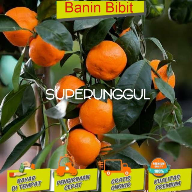 

Bibit Jeruk Mandarin Okulasi Berkualitas