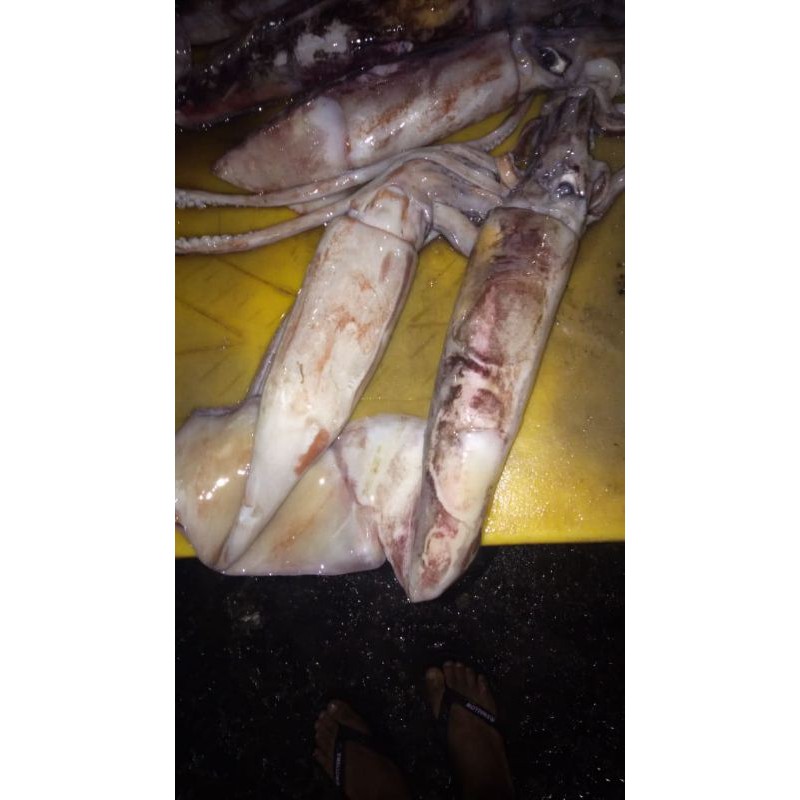 

cumi karet