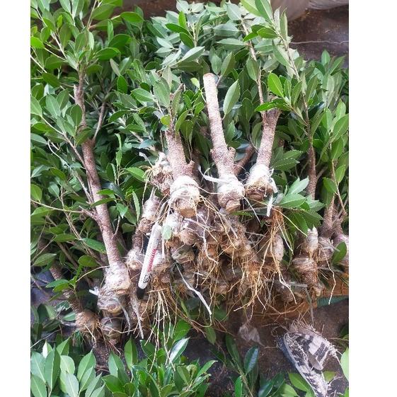 Dijamin Ori>(STOCK TERBATAS)BIBIT BONSAI KIMENG BAHAN PECAH BATANG/BIBIT FICUS KIMENG TURUN CANGKOK(