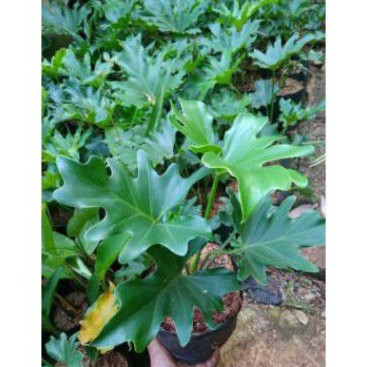 Tanaman hias philodendron jari