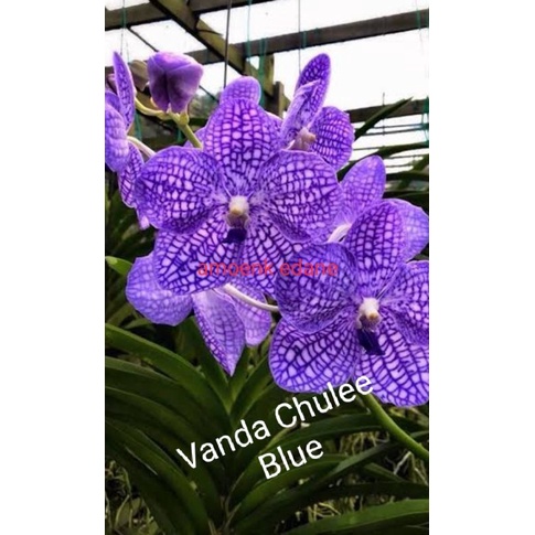 Vanda hybrid dewasa